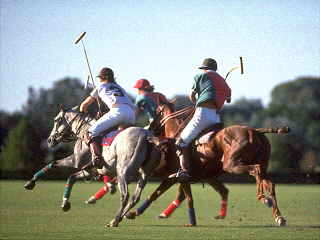 Polo